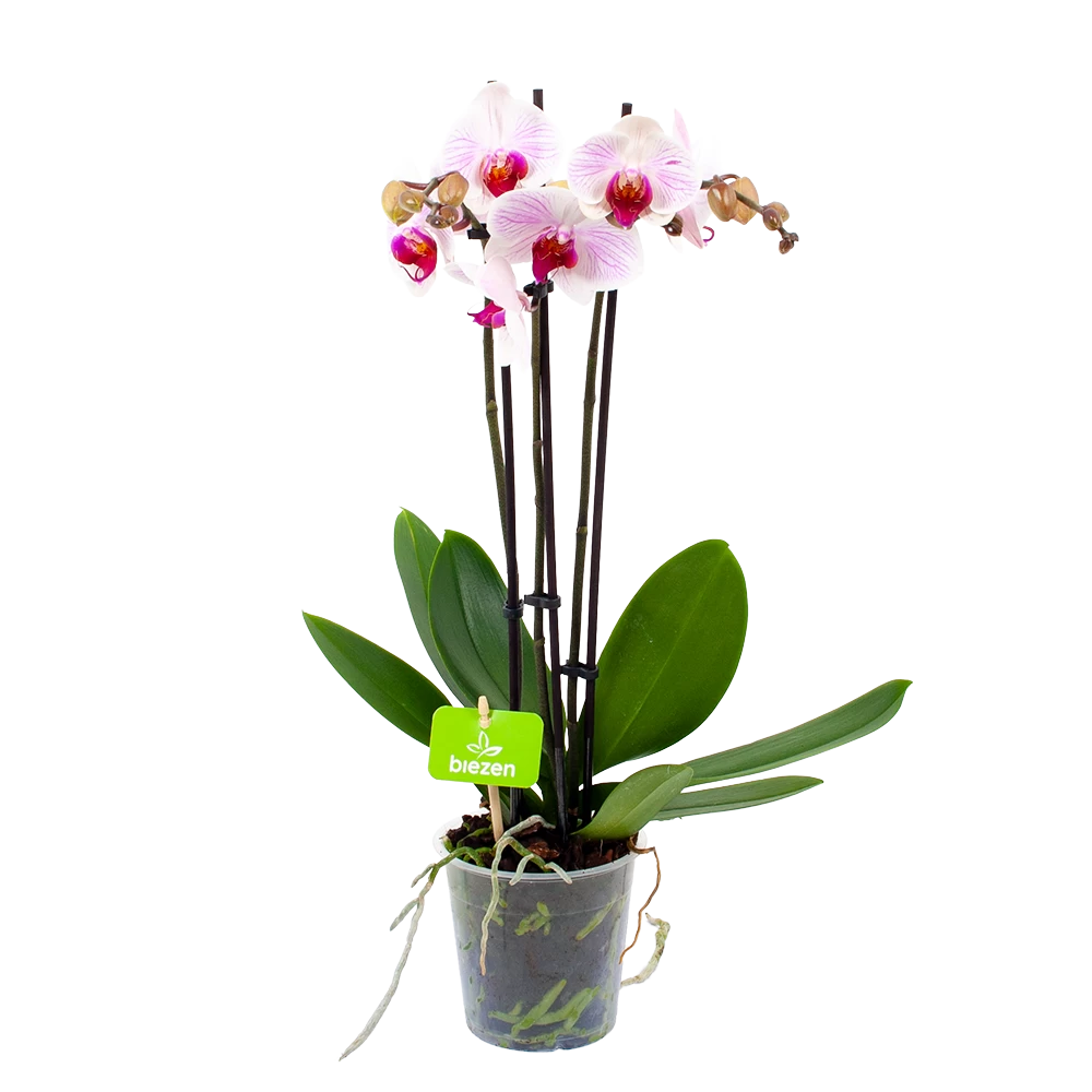 3 Taks Phalaenopsis Denver - Vlinderorchidee - P12 H60 - Kamerplant 1 3 Taks Phalaenopsis Denver - Vlinderorchidee - P12 H60 - Kamerplant