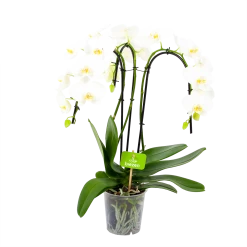 Phalaenopsis - Vlinderorchidee - 3 Taks - Waterfall - P12 H60 Wit - Kamerplant