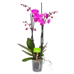 4 Taks Phalaenopsis Evolution - Vlinderorchidee - P12 H60 - Kamerplant