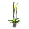 4 Taks Phalaenopsis Volterra - Vlinderorchidee - P12 H60 - Kamerplant