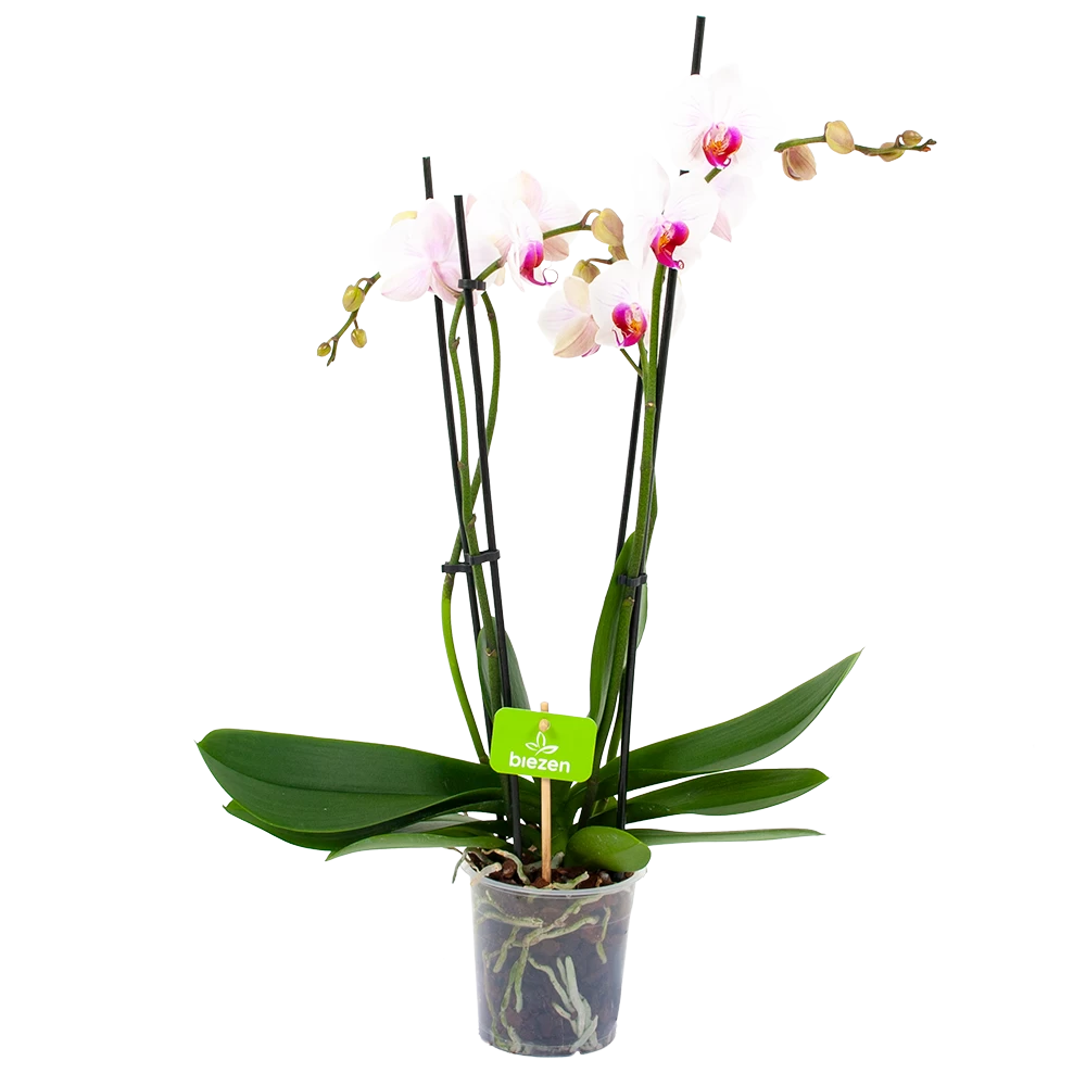 4 Taks Phalaenopsis Denver - Vlinderorchidee - P12 H60 - Kamerplant 1 4 Taks Phalaenopsis Denver - Vlinderorchidee - P12 H60 - Kamerplant