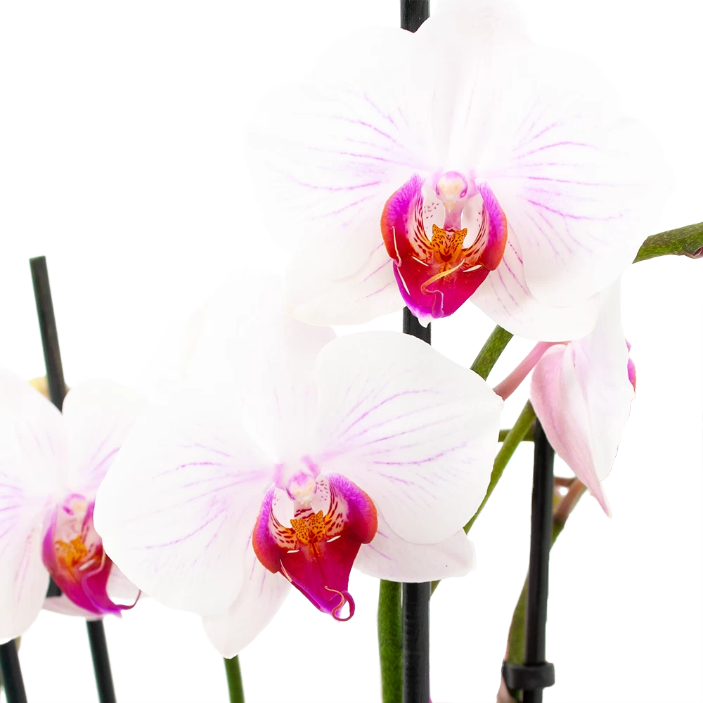 4 Taks Phalaenopsis Denver - Vlinderorchidee - P12 H60 - Kamerplant 2 4 Taks Phalaenopsis Denver - Vlinderorchidee - P12 H60 - Kamerplant - Afbeelding 2