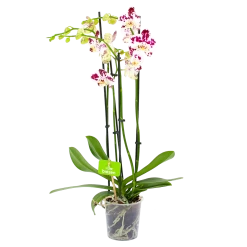 4 Taks Phalaenopsis Marrakesh - Vlinderorchidee - P12 H60 - Kamerplant