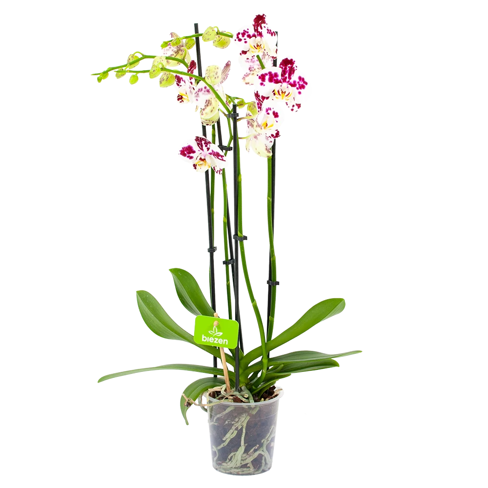 4 Taks Phalaenopsis Marrakesh - Vlinderorchidee - P12 H60 - Kamerplant