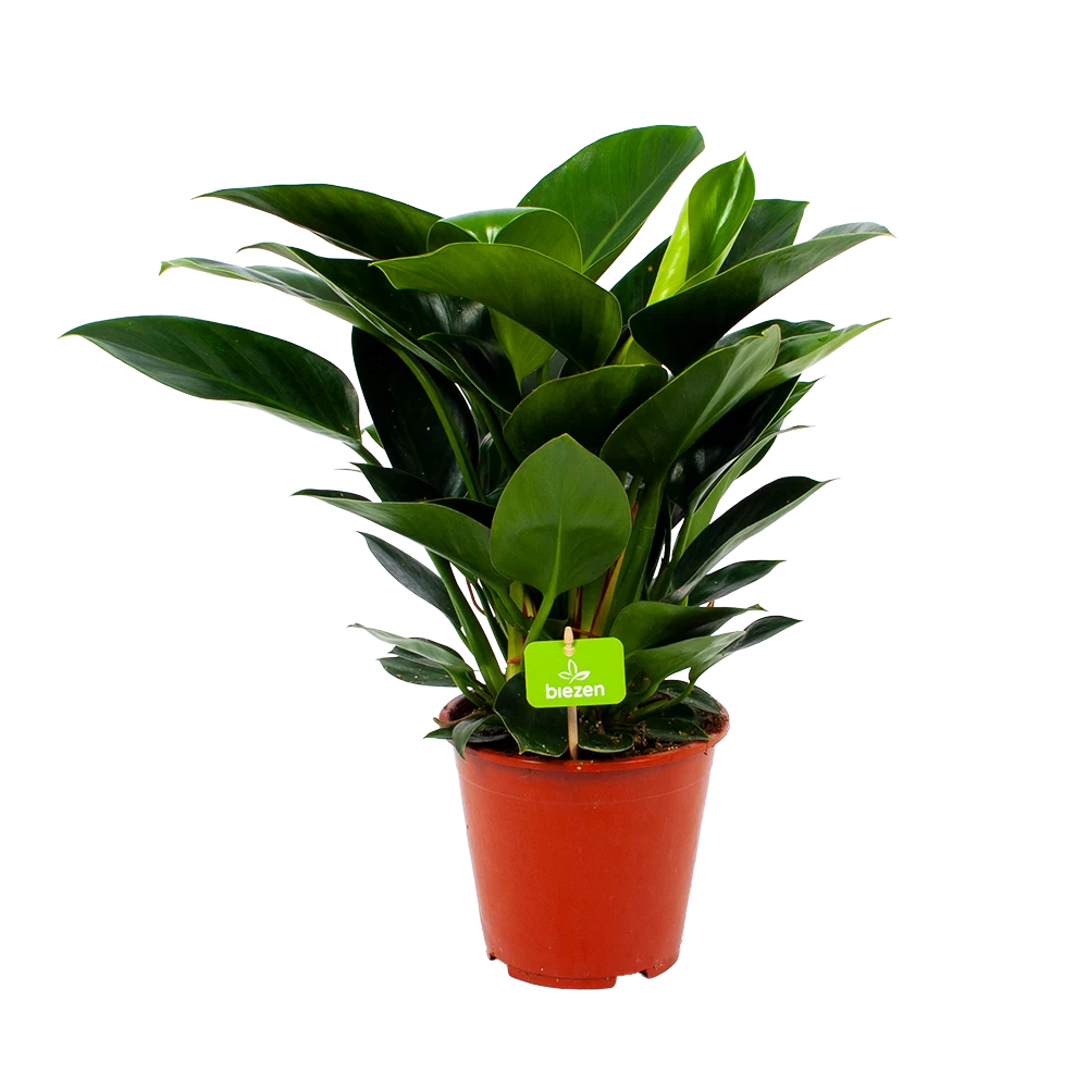 Philodendron Congo Apple - P19 H60 - Kamerplant 1 Philodendron Congo Apple - P19 H60 - Kamerplant