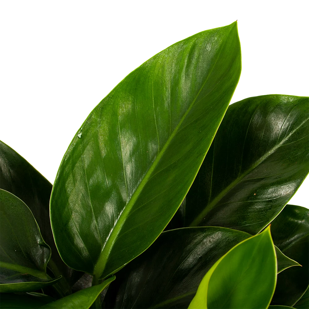 Philodendron Congo Apple - P19 H60 - Kamerplant 2 Philodendron Congo Apple - P19 H60 - Kamerplant - Afbeelding 2