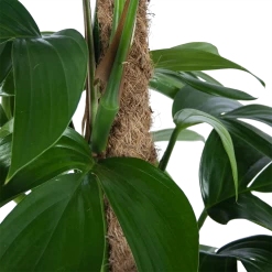 Philodendron Florida Beauty Op Mosstok - P24 H80 - Kamerplant -Woondecoratie Winkel philodendron florida beauty op mosstok p24 h80 6 1