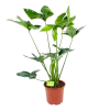 Philodendron Green Wonder - P19 H75 - Kamerplant
