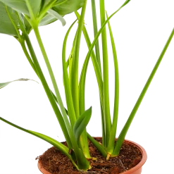Philodendron Green Wonder - P19 H75 - Kamerplant -Woondecoratie Winkel philodendron green wonder p19 h75 3 2