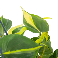 Philodendron Scandens Brasil - In Hangpot - P14 H35 - Kamerplant -Woondecoratie Winkel philodendron scandens brasil in hangpot p14 h35 6 1