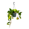 Philodendron Scandens Brasil - In Hangpot - P17 H35 - Kamerplant