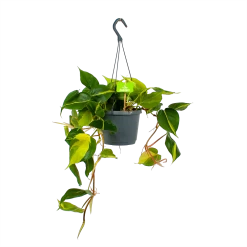 Philodendron Scandens Brasil - In Hangpot - P17 H35 - Kamerplant