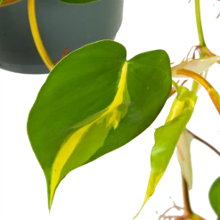Philodendron Scandens Brasil - In Hangpot - P17 H35 - Kamerplant -Woondecoratie Winkel philodendron scandens brasil in hangpot p17 h35 6