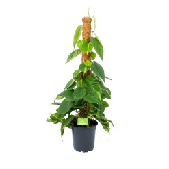 Philodendron Scandens Brasil Op Mosstok - P17 H75 - Kamerplant