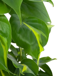 Philodendron Scandens Brasil Op Mosstok - P17 H75 - Kamerplant -Woondecoratie Winkel philodendron scandens brasil op mosstok p17 h75 6 1