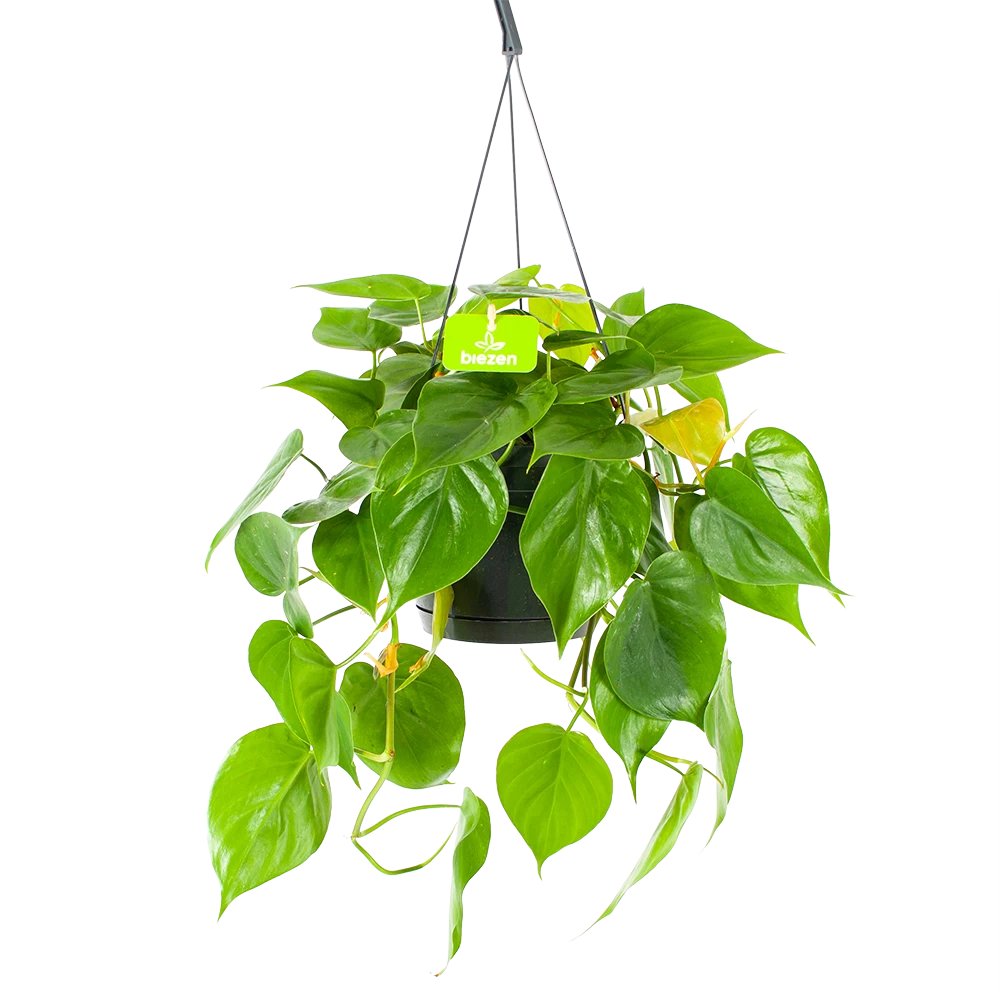 Philodendron Scandens - In Hangpot - P17 H35 - Kamerplant 1 Philodendron Scandens - In Hangpot - P17 H35 - Kamerplant