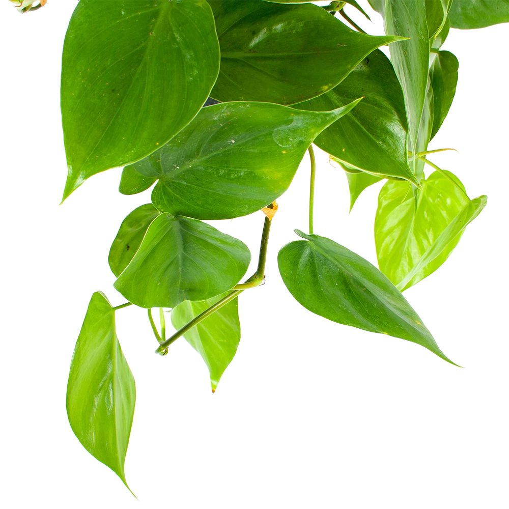 Philodendron Scandens - In Hangpot - P17 H35 - Kamerplant 2 Philodendron Scandens - In Hangpot - P17 H35 - Kamerplant - Afbeelding 2