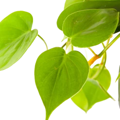 Philodendron Scandens - In Hangpot - P17 H35 - Kamerplant 6 Philodendron Scandens - In Hangpot - P17 H35 - Kamerplant -Woondecoratie Winkel philodendron scandens in hangpot p17 h35 6