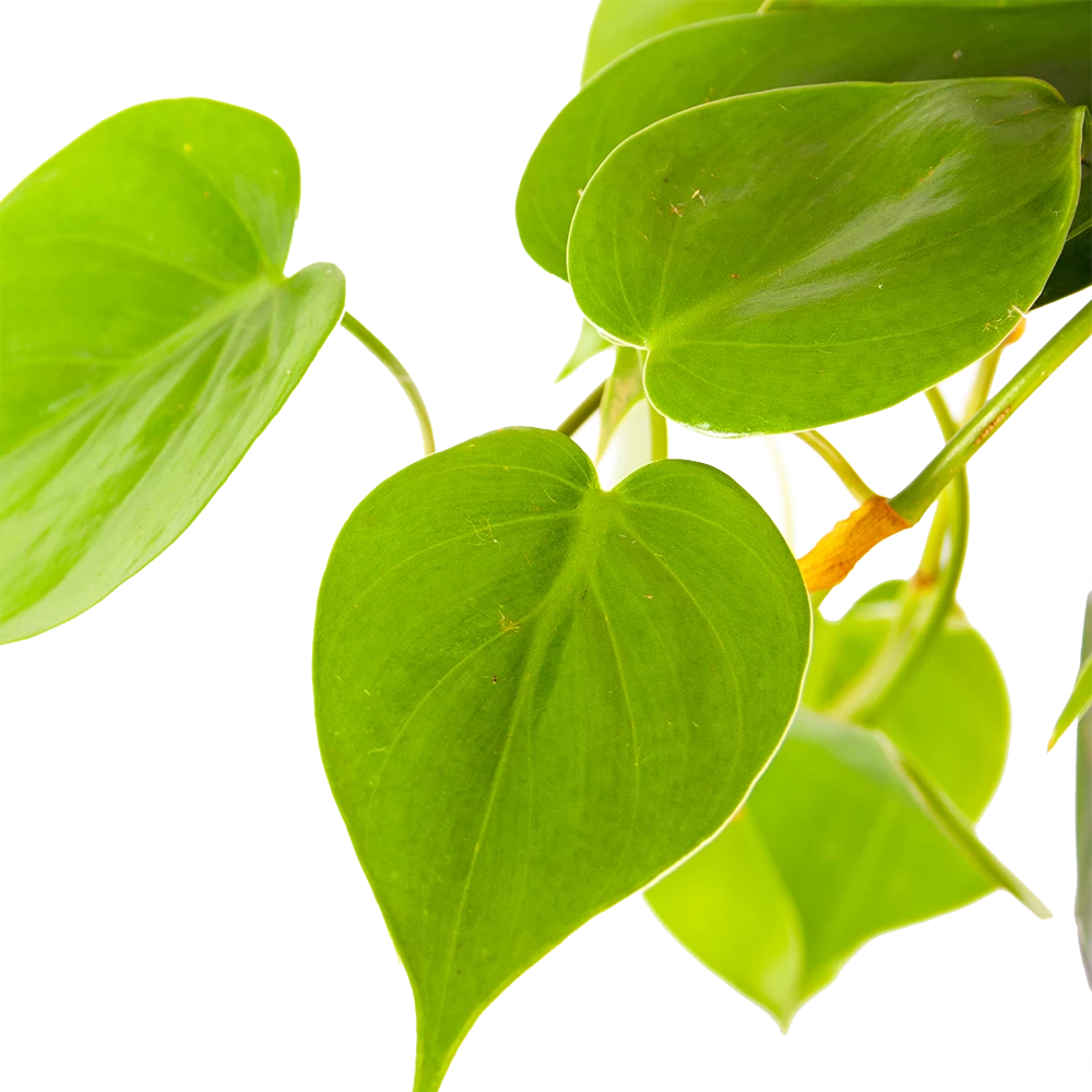 Philodendron Scandens - In Hangpot - P17 H35 - Kamerplant 3 Philodendron Scandens - In Hangpot - P17 H35 - Kamerplant - Afbeelding 3