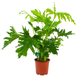 Philodendron Selloum Little Hope - P19 H75 - Kamerplant