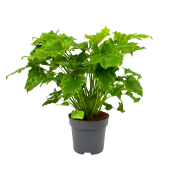 Philodendron Bipinnatifidum Little Hope - P21 H75 - Kamerplant