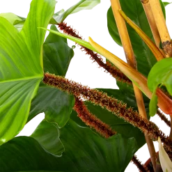 Philodendron Squamiferum Piramide - P19 H75 - Kamerplant -Woondecoratie Winkel philodendron squamiferum piramide p19 h75 6 1