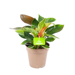 Philodendron White Wave - P13 H30 - Kamerplant