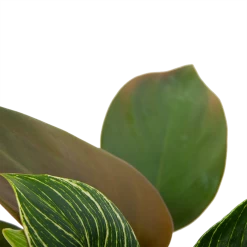 Philodendron White Wave - P13 H30 - Kamerplant -Woondecoratie Winkel philodendron white wave p13 h30 6