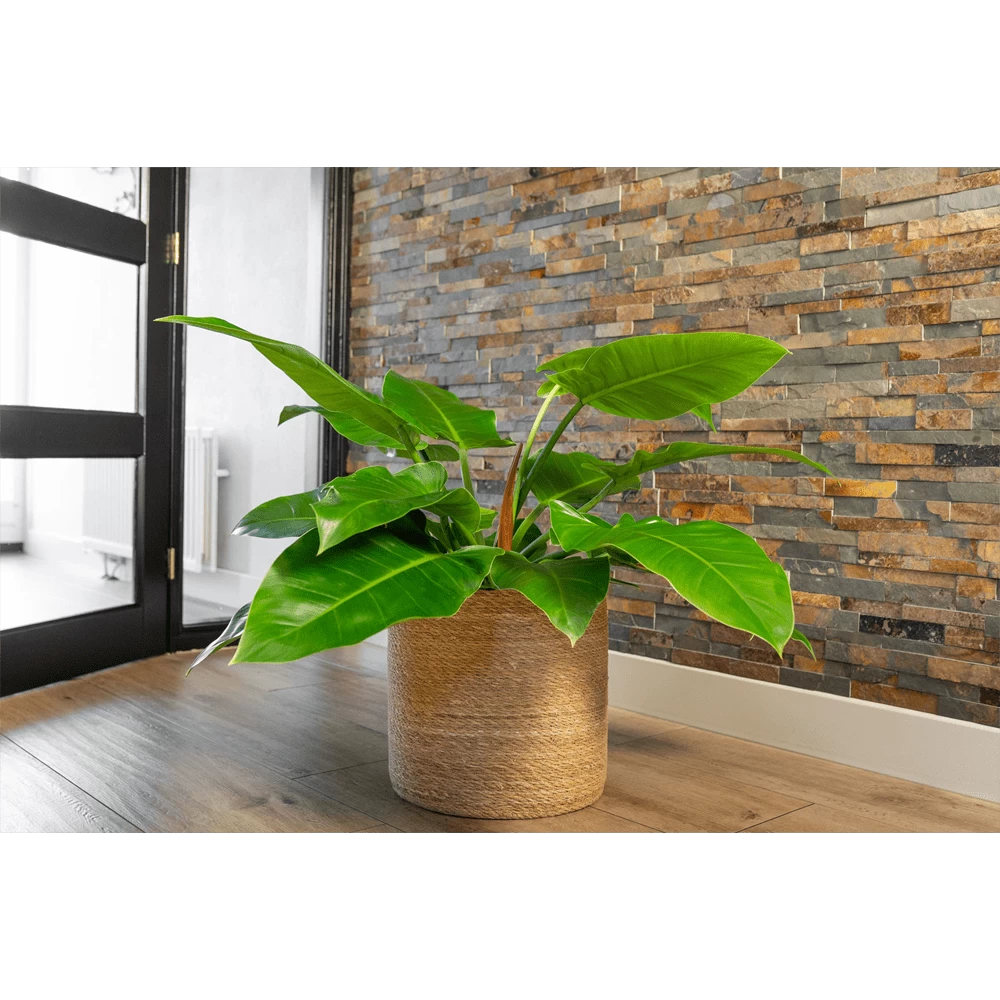 Plantenmand Stef - D36 X H36cm - Naturel 2 Plantenmand Stef - D36 X H36cm - Naturel - Afbeelding 2