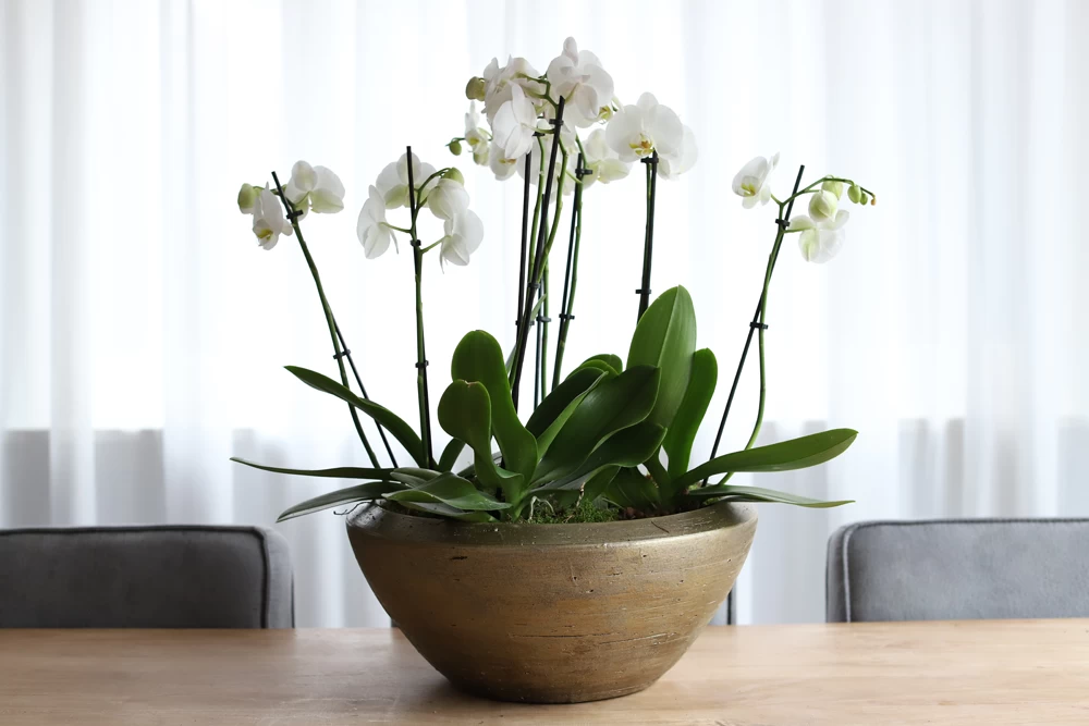 Plantenschaal Kos - D25 X H16cm - Goud 2 Plantenschaal Kos - D25 X H16cm - Goud - Afbeelding 2