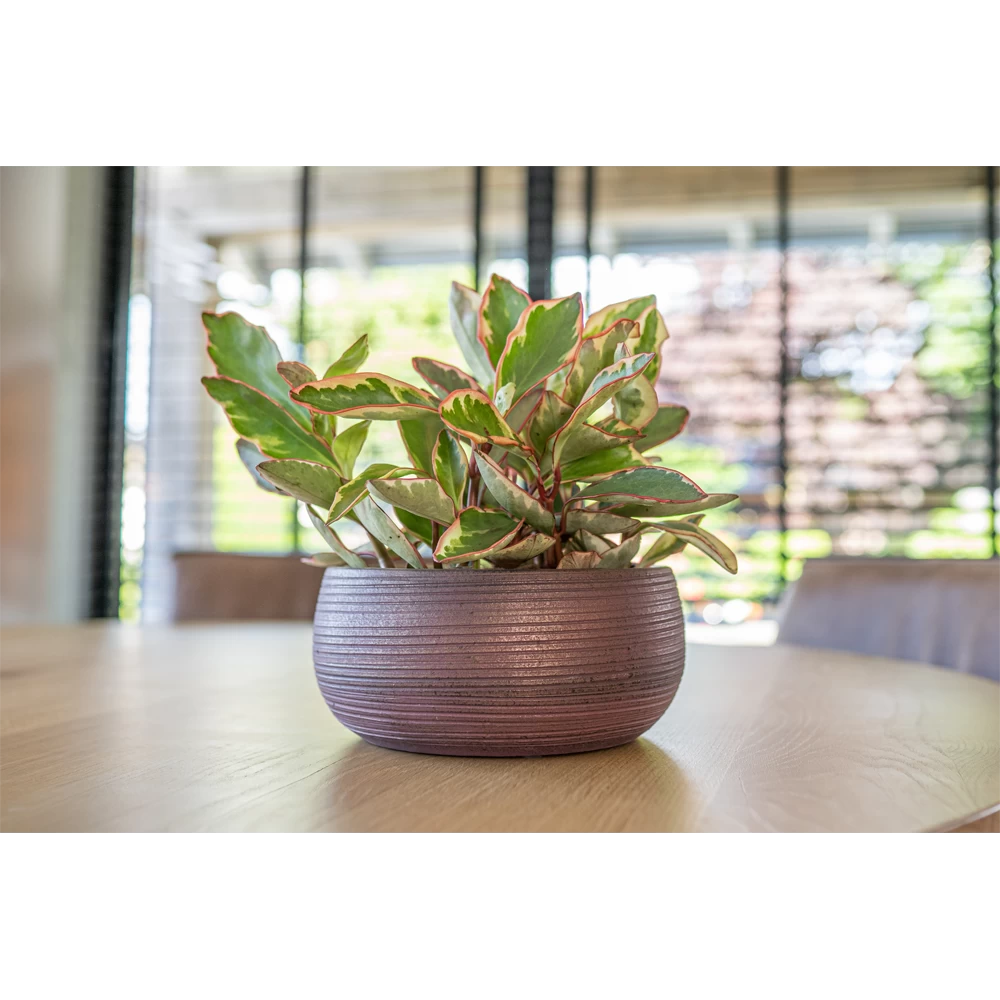 Plantenschaal Lydia - D28 X H13cm - Shiny Purple 2 Plantenschaal Lydia - D28 X H13cm - Shiny Purple - Afbeelding 2