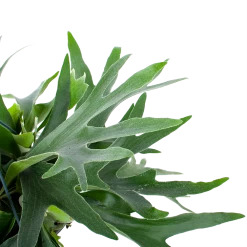 Platycerium Bifurcatum - Hertshoornvaren - In Hangpot - P21 H60 - Kamerplant -Woondecoratie Winkel platycerium bifurcatum hertshoornvaren in hangpot p21 h60 6