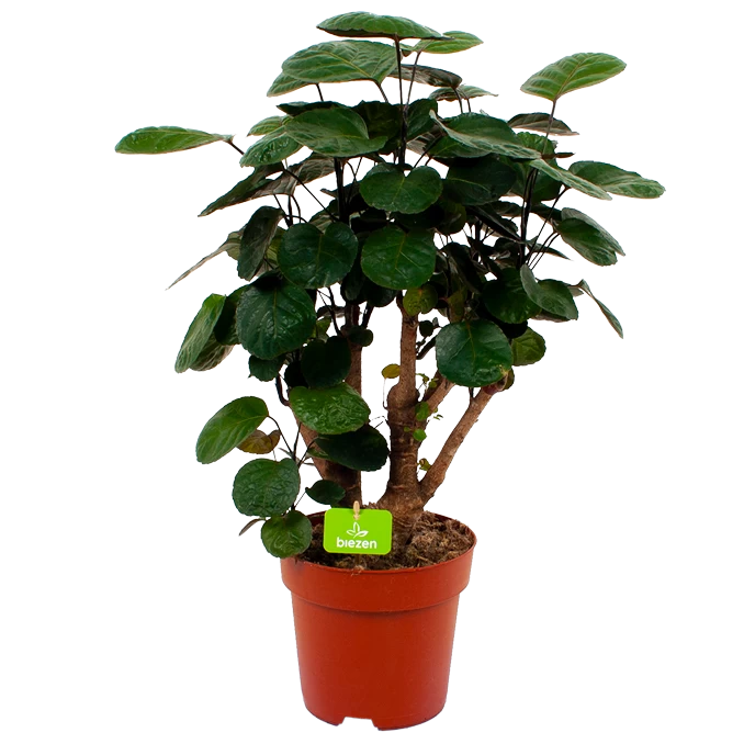 Polyscias Lemon - Aralia - P19 H65 - Kamerplant 1 Polyscias Lemon - Aralia - P19 H65 - Kamerplant