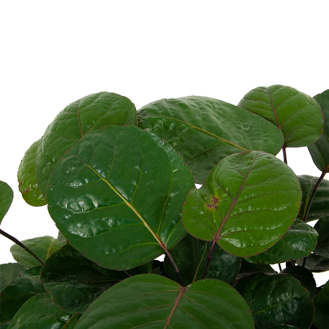 Polyscias Lemon - Aralia - P19 H65 - Kamerplant 2 Polyscias Lemon - Aralia - P19 H65 - Kamerplant - Afbeelding 2