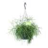 Rhipsalis Cassutha - Koraalcactus - In Hangpot - P17 H40 - Kamerplant