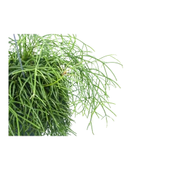 Woondecoratie Winkel -Woondecoratie Winkel rhipsalis cassutha koraalcactus in hangpot p17 h40 5