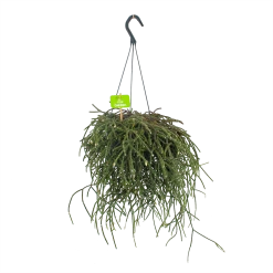 Rhipsalis Pilocarpa - In Hangpot - P17 H40 - Kamerplant
