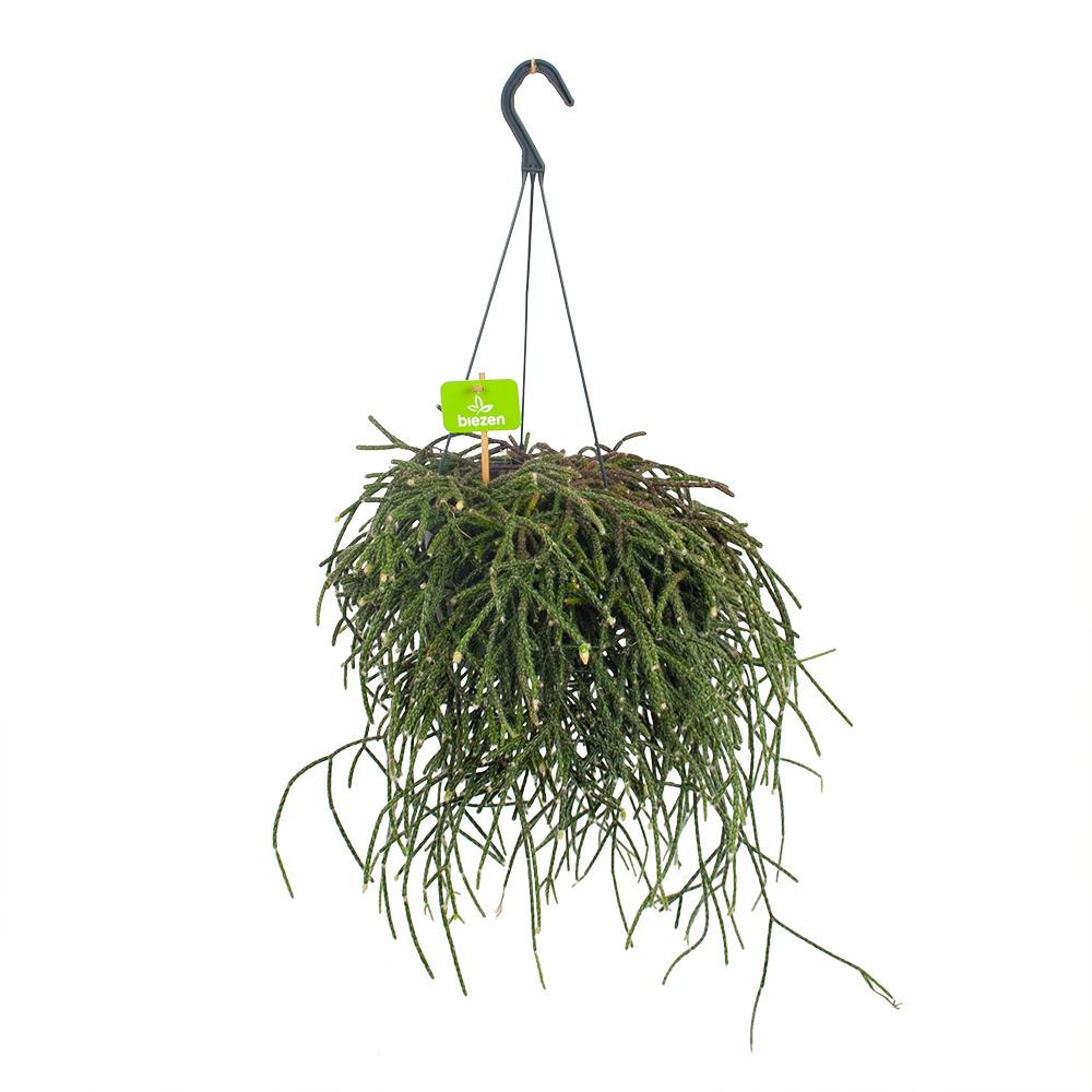 Rhipsalis Pilocarpa - In Hangpot - P17 H40 - Kamerplant 1 Rhipsalis Pilocarpa - In Hangpot - P17 H40 - Kamerplant