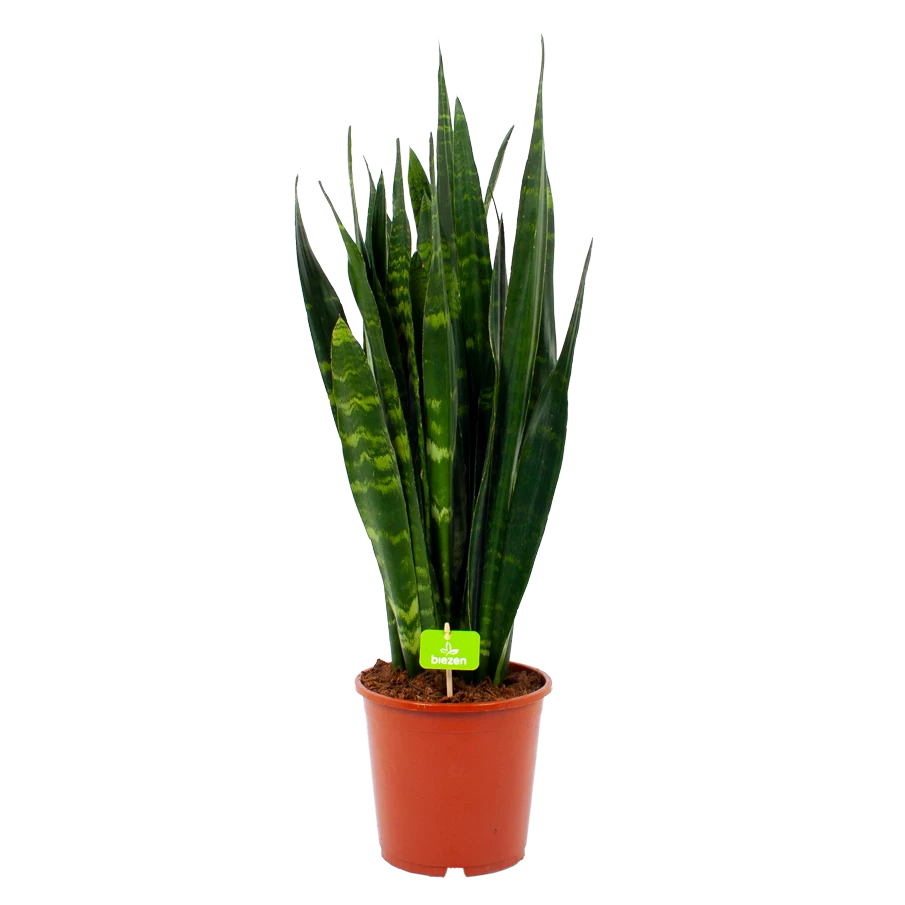 Sansevieria Black Coral - Vrouwentong - P21 H80 - Kamerplant