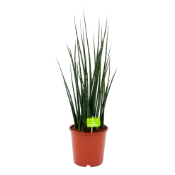 Sansevieria Fernwoord Mikado - Vrouwentong - P19 H75 - Kamerplant