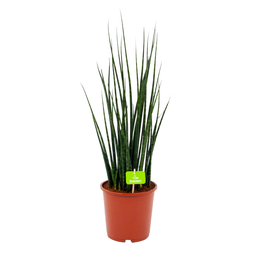 Sansevieria Fernwoord Mikado - Vrouwentong - P19 H75 - Kamerplant 1 Sansevieria Fernwoord Mikado - Vrouwentong - P19 H75 - Kamerplant