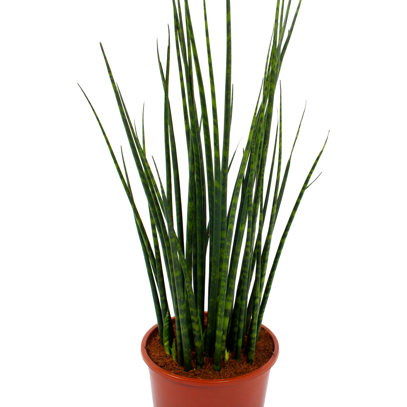 Sansevieria Fernwoord Mikado - Vrouwentong - P19 H75 - Kamerplant 2 Sansevieria Fernwoord Mikado - Vrouwentong - P19 H75 - Kamerplant - Afbeelding 2