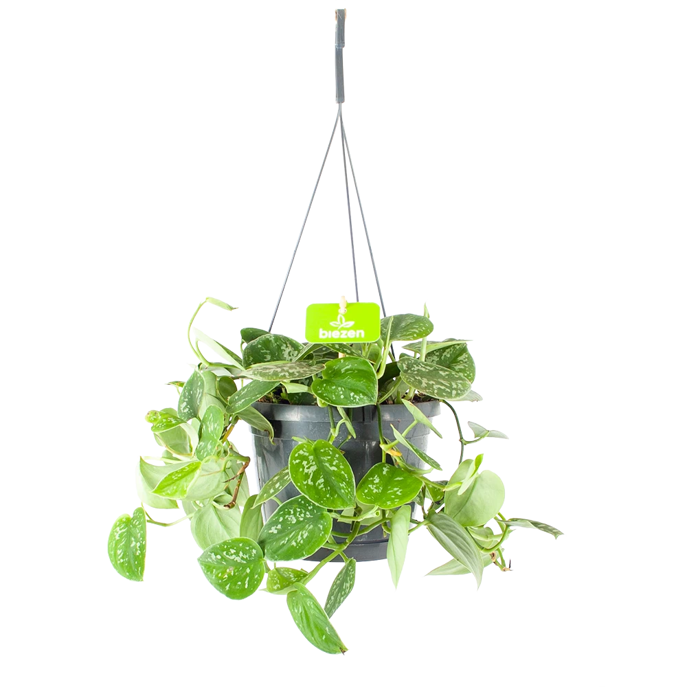 Scindapsus Pictus Argyraeus - Epipremnum - In Hangpot - P17 H40 - Kamerplant 1 Scindapsus Pictus Argyraeus - Epipremnum - In Hangpot - P17 H40 - Kamerplant