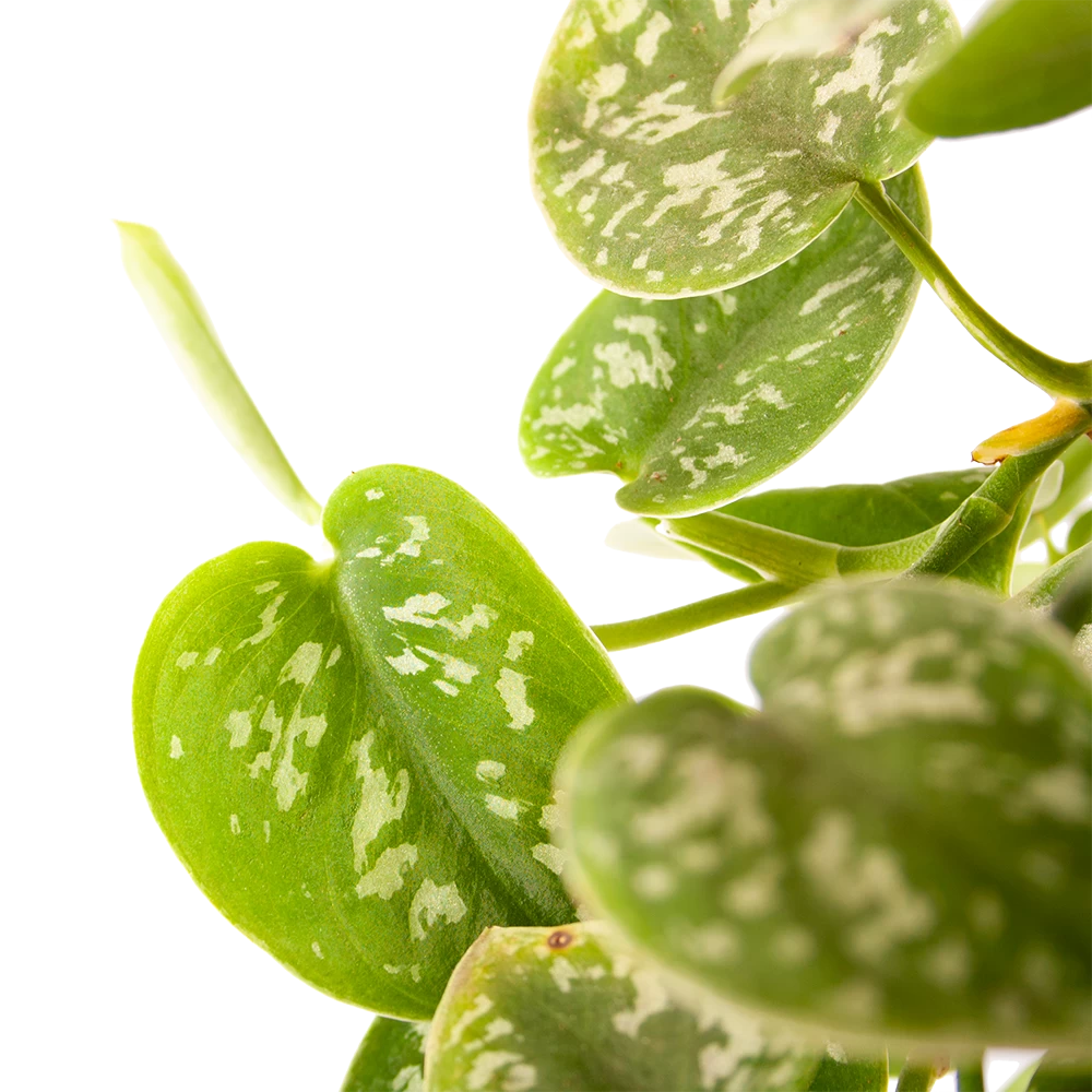 Scindapsus Pictus Argyraeus - Epipremnum - In Hangpot - P17 H40 - Kamerplant 2 Scindapsus Pictus Argyraeus - Epipremnum - In Hangpot - P17 H40 - Kamerplant - Afbeelding 2