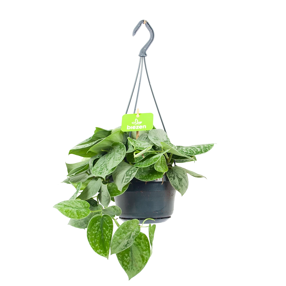 Scindapsus Pictus Silvery Ann - Epipremnum - In Hangpot - P15 H30 - Kamerplant