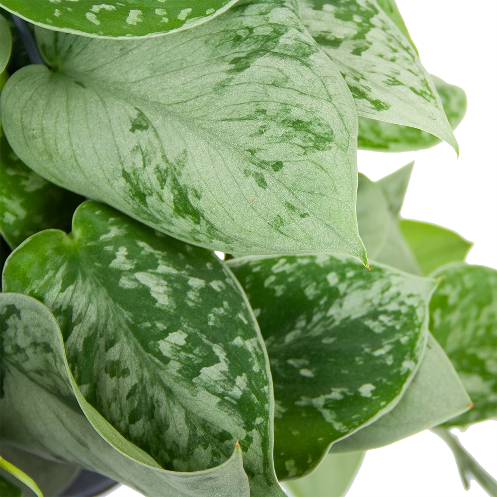 Scindapsus Pictus Silvery Ann - Epipremnum - In Hangpot - P15 H30 - Kamerplant - Afbeelding 3