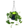 Scindapsus Pictus Trebie - Epipremnum - In Hangpot - P15 H20 - Kamerplant