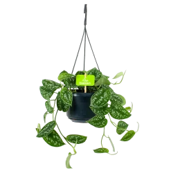 Scindapsus Pictus Trebie - Epipremnum - In Hangpot - P15 H20 - Kamerplant