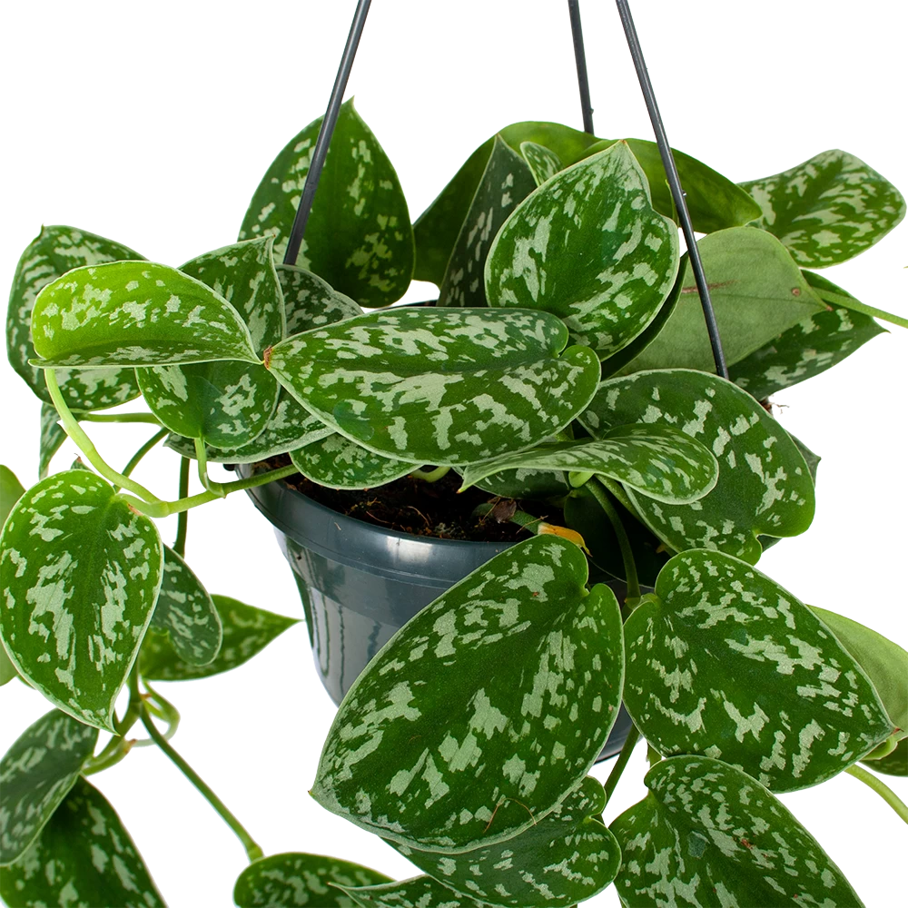 Scindapsus Pictus Trebie - Epipremnum - In Hangpot - P15 H20 - Kamerplant 2 Scindapsus Pictus Trebie - Epipremnum - In Hangpot - P15 H20 - Kamerplant - Afbeelding 2