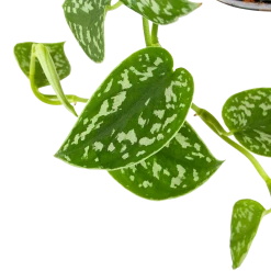 Scindapsus Pictus Trebie - Epipremnum - In Hangpot - P15 H20 - Kamerplant 6 Scindapsus Pictus Trebie - Epipremnum - In Hangpot - P15 H20 - Kamerplant -Woondecoratie Winkel scindapsus pictus trebie epipremnum in hangpot p15 6 1